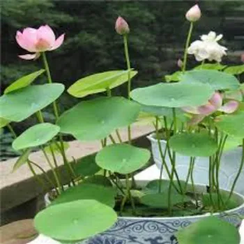 Lotus2-7726631-82905.webp