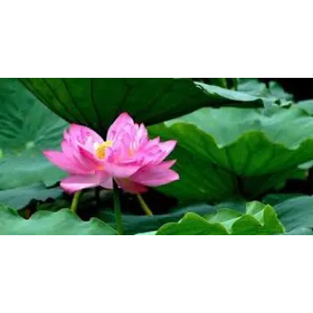 Lotus4-1720746-85116.webp