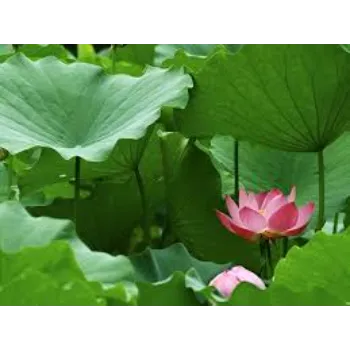 Lotus7-3971617-42042.webp