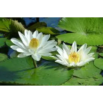 Lotus8-5532102-10473.webp