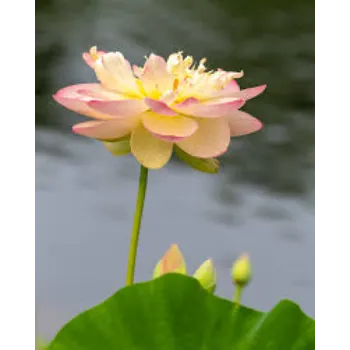 Lotus9-7524728-98272.webp