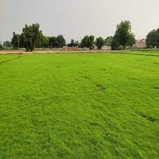 Natural Grass Natural_Grass1-3715670-91975.jpg
