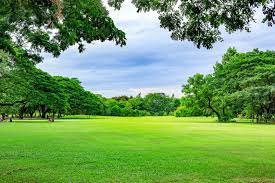 Natural Dark Green Grass Natural_Grass2-8027542-22133.jpg