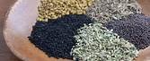 Natural Panch Phoron Panch-Phoron18-9451377-50173.jpg