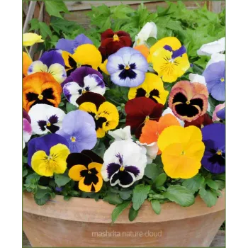 Pansy plant Pansy-127-7136782-90564.webp