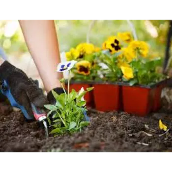Pansy Plant Pansy-4742289-26314.webp