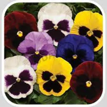 Pansy Plant Pansy-Plantv1-5010354-88942.webp