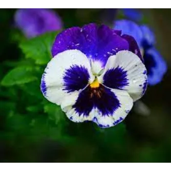 Pansy Plant Pansy-Plantv2-5381223-56663.webp