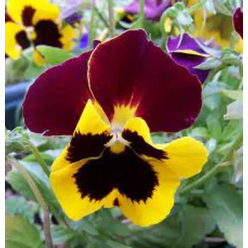 Pansy Plant Pansy-Plantv3-1271857-21802.webp