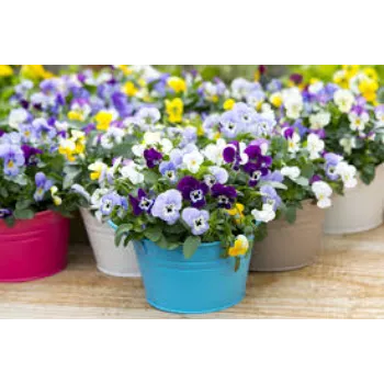 Pansy Plant Pansy10-2983378-94672.webp