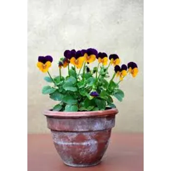 Pansy Plant Pansy2-1409073-70051.webp
