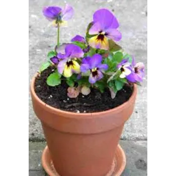 Pansy Plant Pansy3-7022040-68302.webp