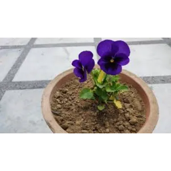 Pansy Plant Pansy4-7980643-4420.webp