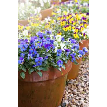 Pansy Plant Pansy5-870414-93200.webp