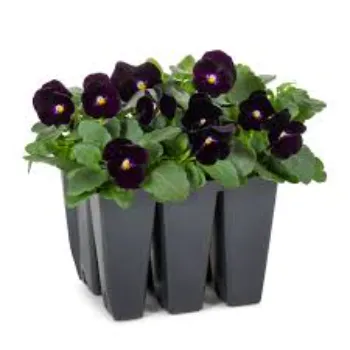Pansy Plant Pansy6-9125066-56810.webp