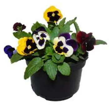 Pansy Plant Pansy7-5237612-24447.webp