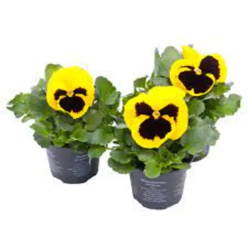 Pansy Plant Pansy8-1606871-38805.webp