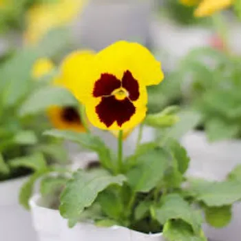 Natural Pansy Plant Pansy9-1351921-29408.webp