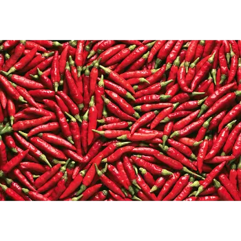 Red-Chilli-06-9967366-19770.webp