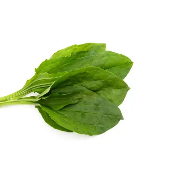 Spinach-27-519294-88681.webp