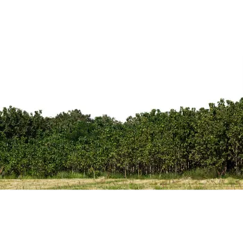 Teak Plant Teak-Plant-01-2639985-17624.webp