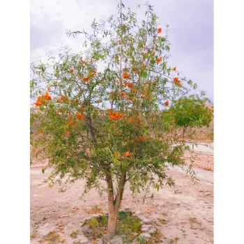 Teak Plant Teak-Plant-02-6851863-28165.webp