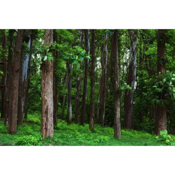 Natural Teak Plant Teak-Plant-03-6025565-22992.webp