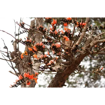 Teak Plant Teak-Plant-05-2683178-36768.webp
