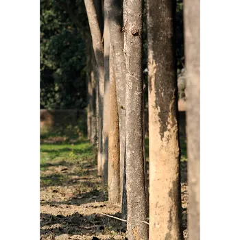 Teak Plant Teak-Plant-06-5574731-20425.webp