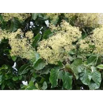 Organic Teak Plant Teak-Plant-1-2161737-56886.webp