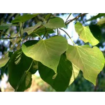 Natural Teak Plant Teak-Plant-1-2174021-10691.webp