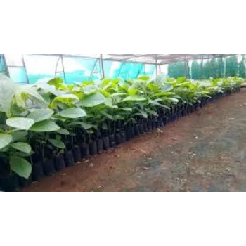 Teak Plants Teak-Plant-1-9239916-67408.webp