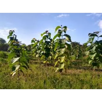 Fresh Teak Plants Teak-Plant-10-4755121-92749.webp