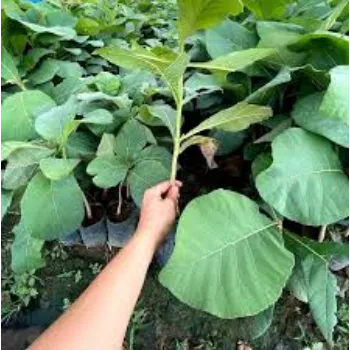 Fresh Teak Plants Teak-Plant-10-5727910-25602.webp