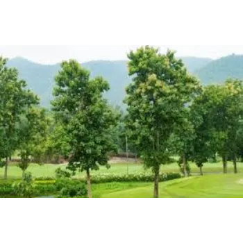 Natural Teak Plant Teak-Plant-11-9024849-58946.webp
