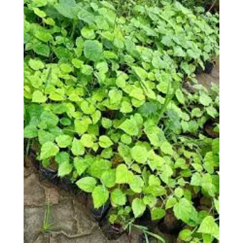 Organic Teak Plants Teak-Plant-12-3297643-84426.webp