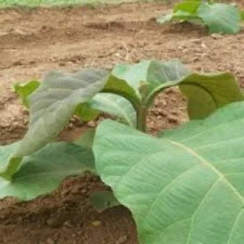 Organic Teak Plants Teak-Plant-2-9755960-63544.webp