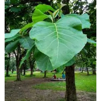 Common Teak Plants Teak-Plant-3-1492933-87677.webp