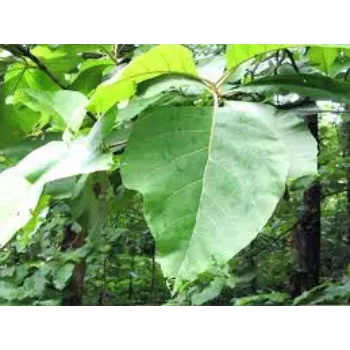 Common Teak Plants Teak-Plant-3-1970888-9508.webp