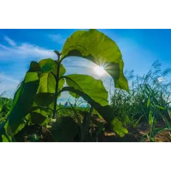 Natural Teak Plant Teak-Plant-3-3163926-90063.webp