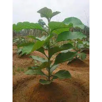 Organic Teak Plants Teak-Plant-4-2296388-2292.webp