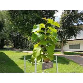 Organic Teak Plants Teak-Plant-4-4301129-17962.webp