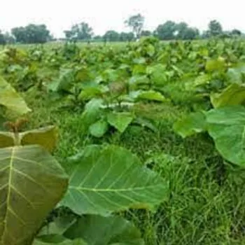 Fresh Teak Plant Teak-Plant-4-8755432-24635.webp