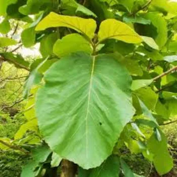 Natural Teak Plant Teak-Plant-5-5442137-29801.webp
