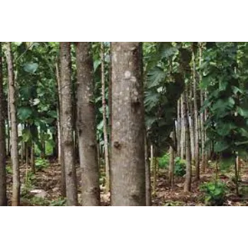 Organic Teak Plant Teak-Plant-5-6573684-67440.webp