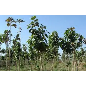 Natural Teak Plants Teak-Plant-6-4176121-6313.webp