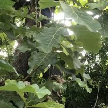 Natural Teak Plants Teak-Plant-6-9618191-38158.webp