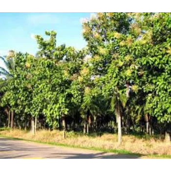 Organic Teak Plants Teak-Plant-7-2750189-23736.webp