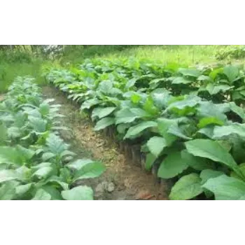 Fresh Teak Plants Teak-Plant-7-4575318-65724.webp