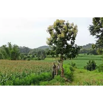 Natural Teak Plants Teak-Plant-8-700792-1040.webp
